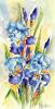 Les Iris bleus - Aquarelle